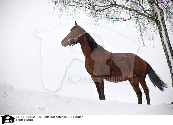 braune Stute / brown mare / RR-49122