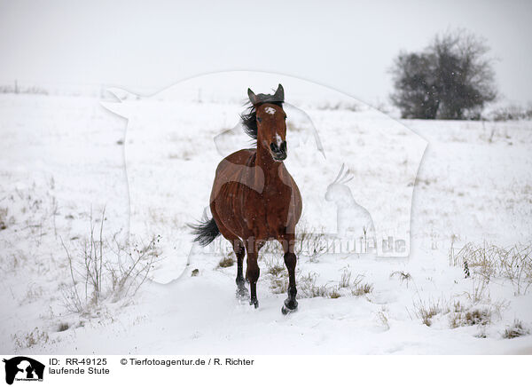 laufende Stute / trotting mare / RR-49125