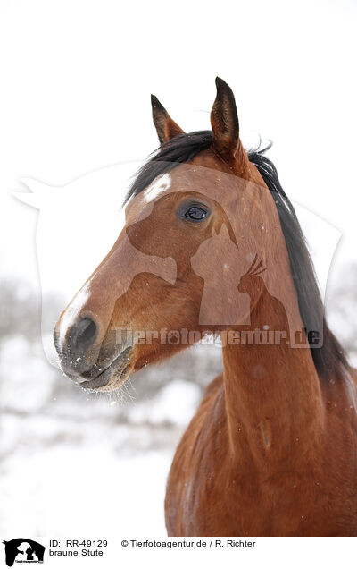 braune Stute / RR-49129