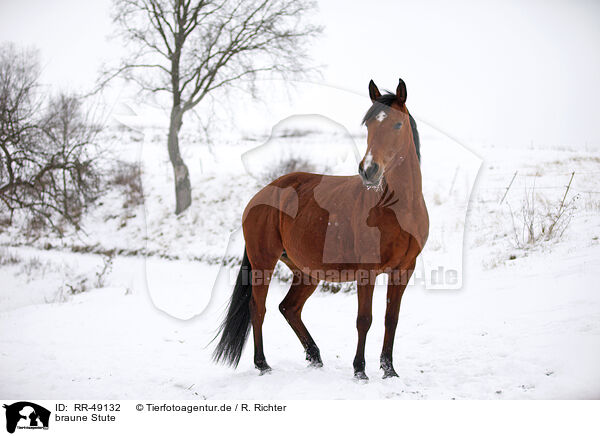 braune Stute / brown mare / RR-49132
