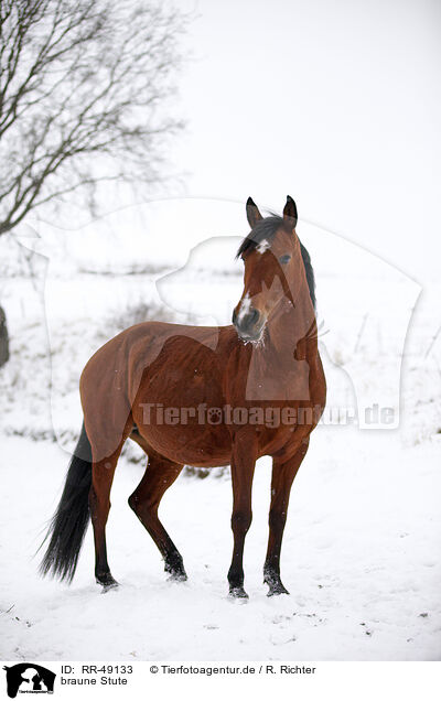 braune Stute / brown mare / RR-49133