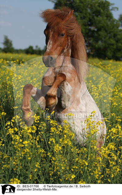 steigender Shetty-Welsh-Mix / rising crossbreed / BES-01766