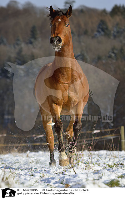galoppierender Oldenburger-Araber-Mix / galloping crossbreed / NN-03035
