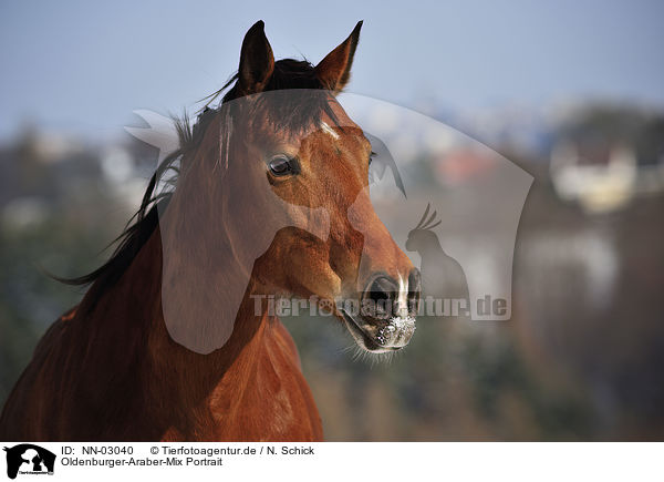 Oldenburger-Araber-Mix Portrait / NN-03040