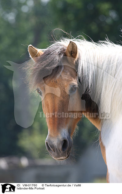 Islnder-Mix Portrait / VM-01760