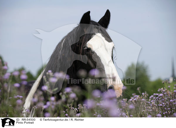 Pinto Portrait / Pinto Portrait / RR-54500