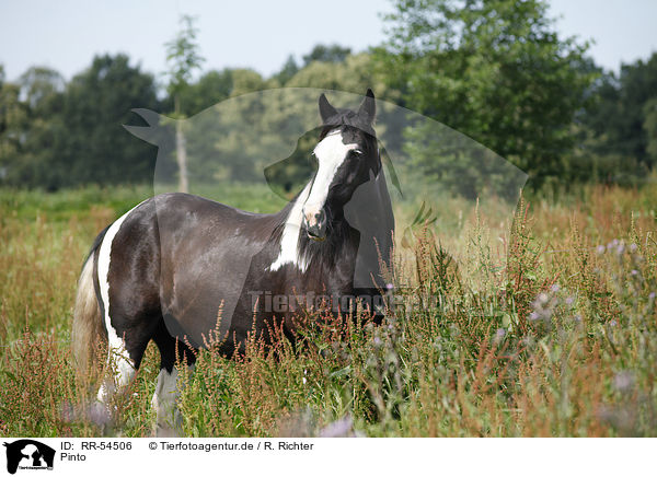 Pinto / Pinto / RR-54506