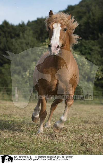 trabender Haflinger-Schwarzwlder-Fuchs-Mix / trotting crossbreed / NN-06571
