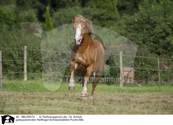 galoppierender Haflinger-Schwarzwlder-Fuchs-Mix / galloping crossbreed / NN-06572