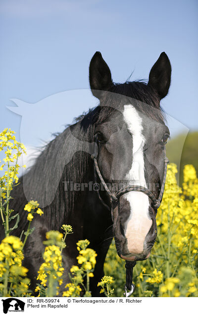 Pferd im Rapsfeld / horse in field of rape / RR-59974