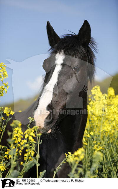 Pferd im Rapsfeld / horse in field of rape / RR-59983