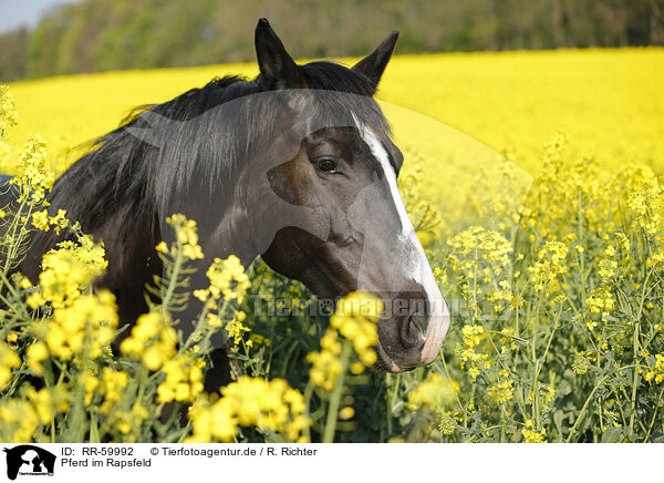 Pferd im Rapsfeld / horse in field of rape / RR-59992