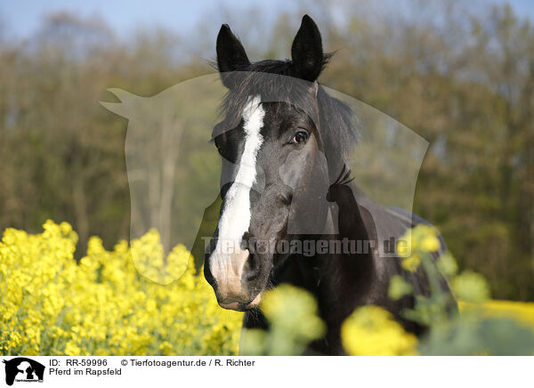 Pferd im Rapsfeld / horse in field of rape / RR-59996