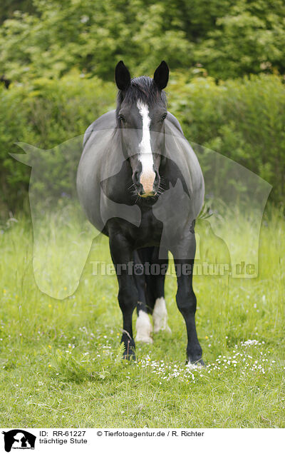 trchtige Stute / pregnant mare / RR-61227