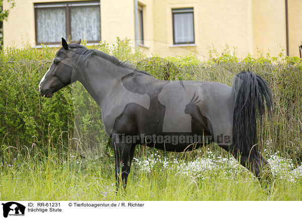 trchtige Stute / pregnant mare / RR-61231