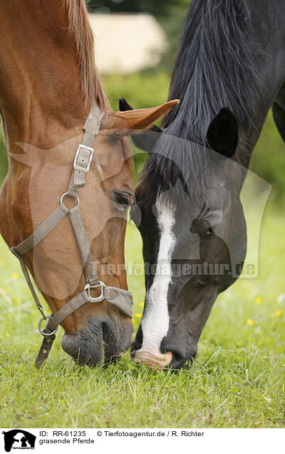 grasende Pferde / grazing horses / RR-61235