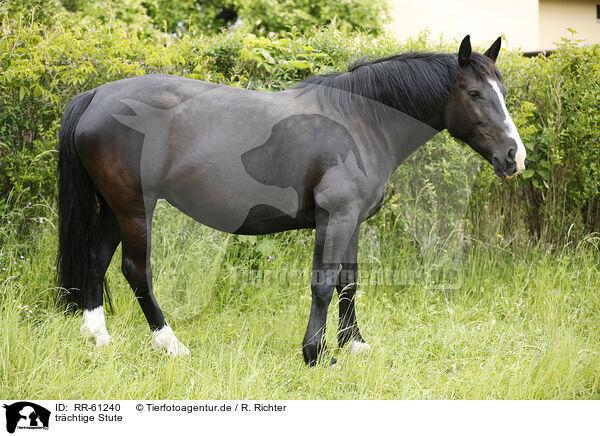 trchtige Stute / pregnant mare / RR-61240