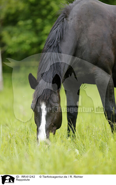 Rappstute / black mare / RR-61242