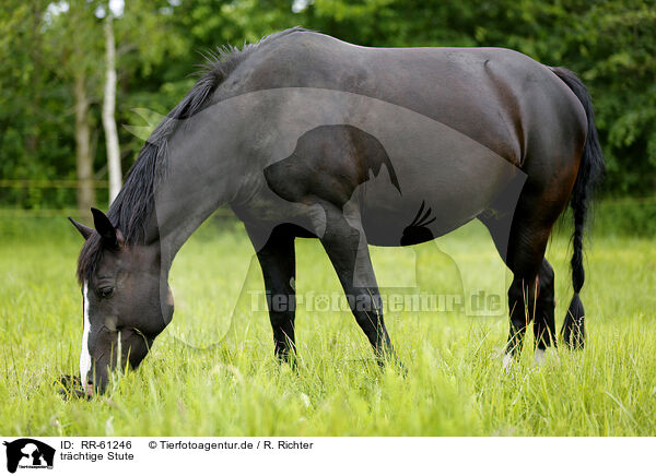 trchtige Stute / pregnant mare / RR-61246