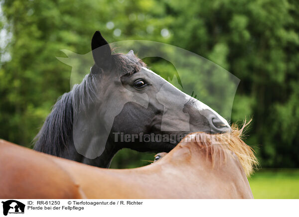 Pferde bei der Fellpflege / horses pair grooming / RR-61250