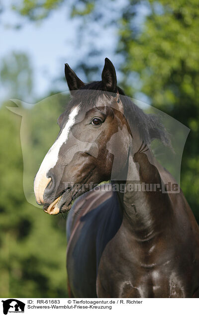 Schweres-Warmblut-Friese-Kreuzung / black horse / RR-61683