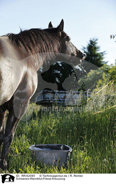 Schweres-Warmblut-Friese-Kreuzung / black horse / RR-62085