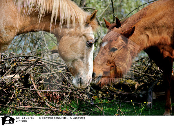 2 Pferde / 2 horses / YJ-08763