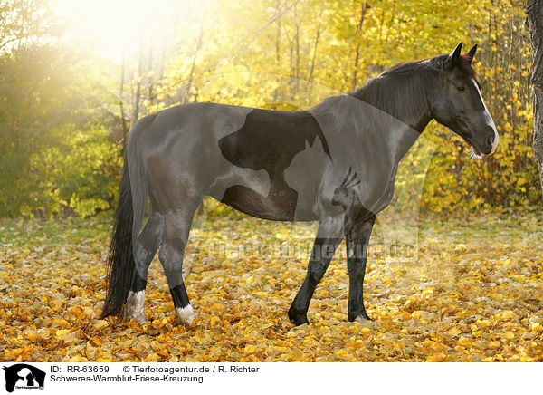 Schweres-Warmblut-Friese-Kreuzung / black horse / RR-63659
