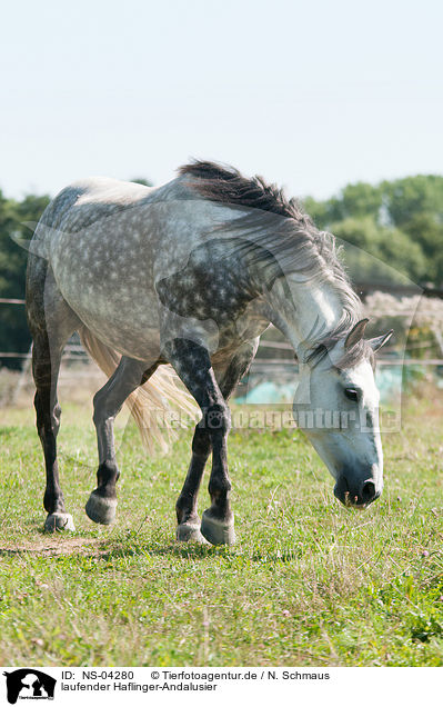 laufender Haflinger-Andalusier / walking Haflinger-Andalusian / NS-04280