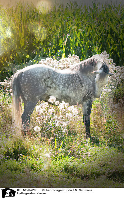 Haflinger-Andalusier / Haflinger-Andalusian / NS-04286