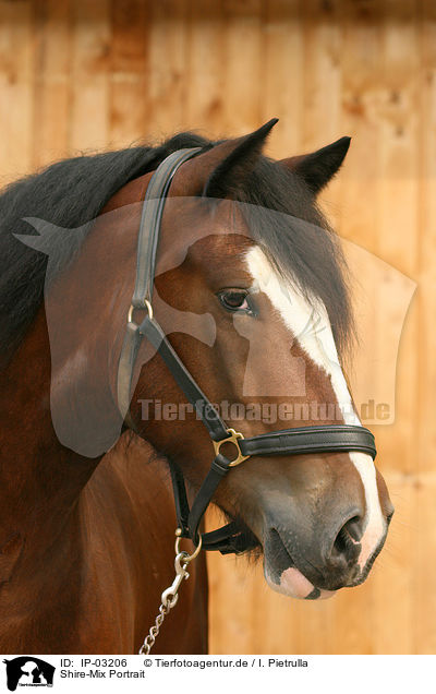 Shire-Mix Portrait / Shire-Cross Portrait / IP-03206