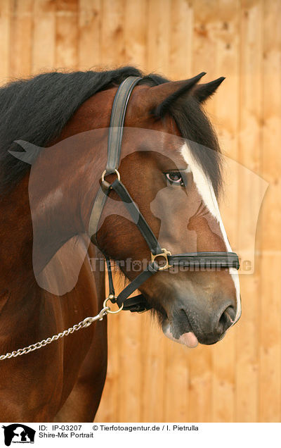 Shire-Mix Portrait / Shire-Cross Portrait / IP-03207