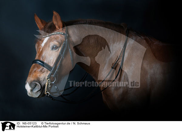 Holsteiner-Kaltblut-Mix Portrait / holstein-horse-coldblood-crossbreed portrait / NS-05123