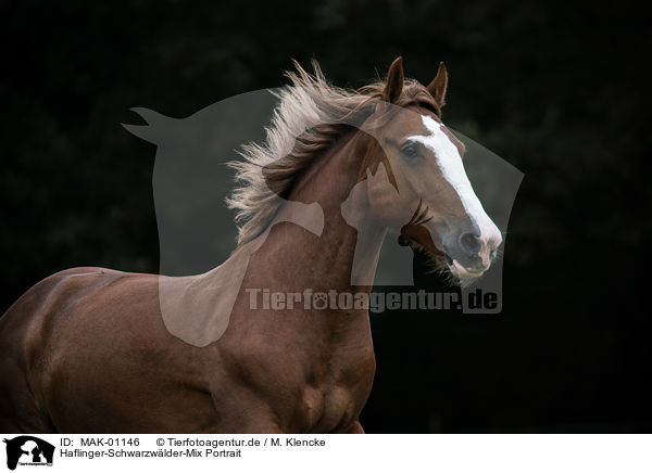 Haflinger-Schwarzwlder-Mix Portrait / Haflinger-Black-Forest-Coldblood-Cross Portrait / MAK-01146