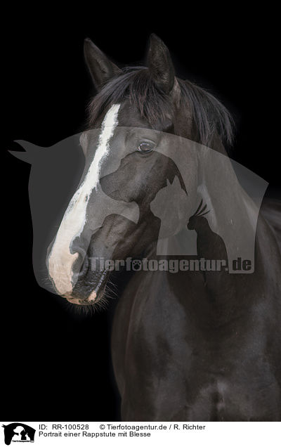 Portrait einer Rappstute mit Blesse / Portrait of a black mare with blaze / RR-100528
