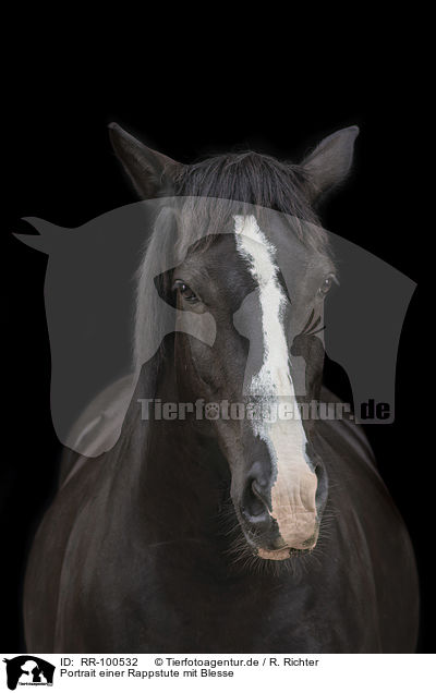 Portrait einer Rappstute mit Blesse / Portrait of a black mare with blaze / RR-100532