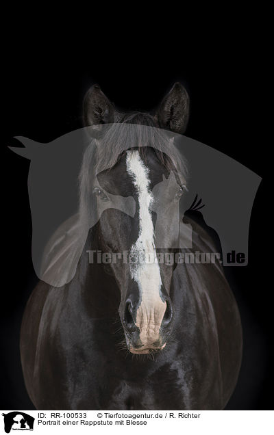 Portrait einer Rappstute mit Blesse / Portrait of a black mare with blaze / RR-100533