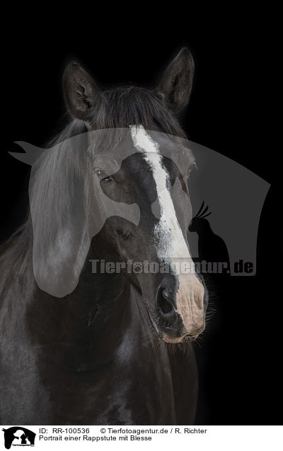 Portrait einer Rappstute mit Blesse / Portrait of a black mare with blaze / RR-100536