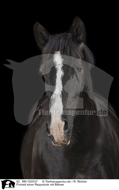 Portrait einer Rappstute mit Blesse / Portrait of a black mare with blaze / RR-100537