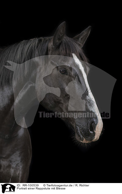 Portrait einer Rappstute mit Blesse / Portrait of a black mare with blaze / RR-100539
