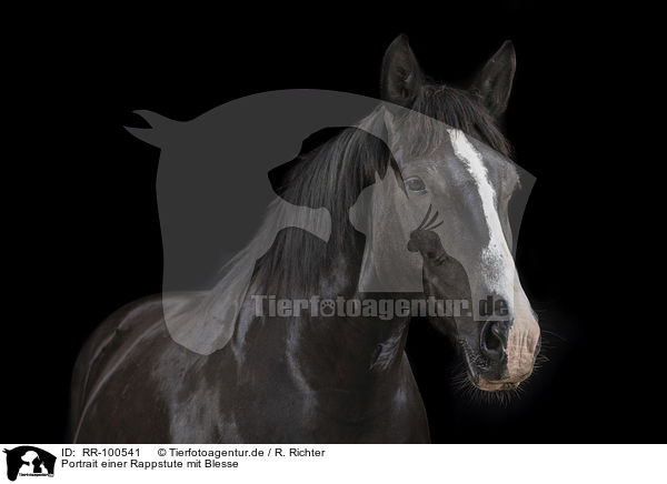 Portrait einer Rappstute mit Blesse / Portrait of a black mare with blaze / RR-100541