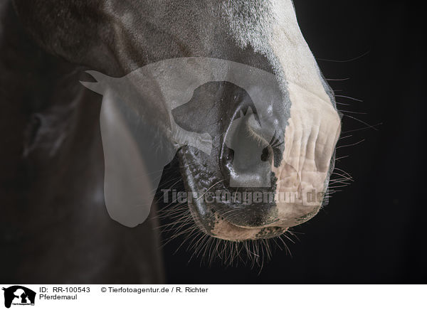 Pferdemaul / horse mouth / RR-100543