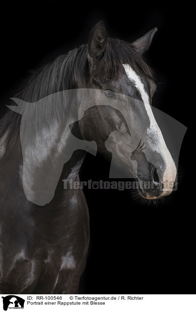 Portrait einer Rappstute mit Blesse / Portrait of a black mare with blaze / RR-100546