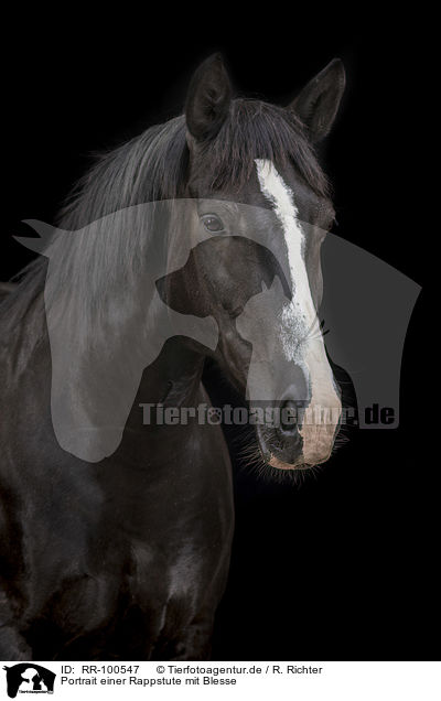 Portrait einer Rappstute mit Blesse / Portrait of a black mare with blaze / RR-100547