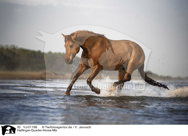 Haflinger-Quarter-Horse-Mix / VJ-01198