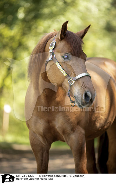 Haflinger-Quarter-Horse-Mix / VJ-01230