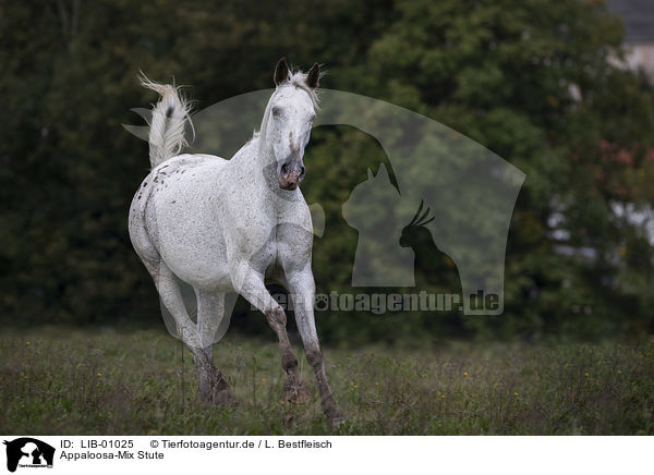 Appaloosa-Mix Stute / Appaloosa-Mix mare / LIB-01025