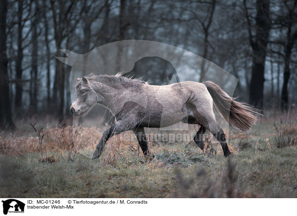 trabender Welsh-Mix / trotting Welsh-Cross / MC-01246