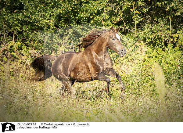 galoppierender Haflinger-Mix / galloping Haflinger-Cross / VJ-02738
