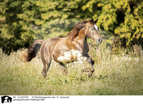 galoppierender Haflinger-Mix / galloping Haflinger-Cross / VJ-02746